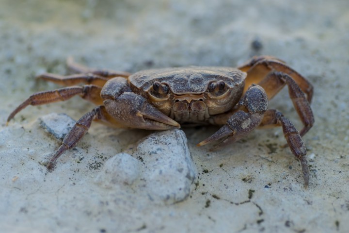 Picture of lovely crab standing on a rock looking ahead.